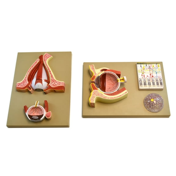 Eisco Labs Human Eye 5 Times - Sagittal cutaway model / Cross section