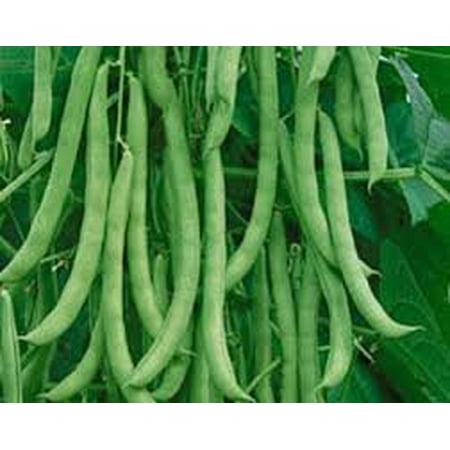 Pole Bean Varieties - The Dirty Gardener Heirloom Kentucky Wonder Pole Beans, 1 Pound
