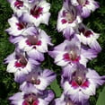 thumbnail image 2 of Vista Hybrid Gladiolus Flower Bulbs - 10 Bulbs per Pack - Attracts Butterflies and Hummingbirds - Deer Resistant - Good as Cut Flowers - Grows Well in Containers - Live Garden, 2 of 4