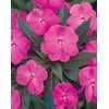 4.25 in. Grande Infinity Blushing Lilac (New Guinea Impatiens) Live Plant, Purple Flowers (4-Pack)
