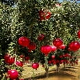 thumbnail image 4 of Wonderful Pomegranate Trees Live Fruit Trees – 3 Gallon Potted Plants, Set of 2, Sweet-Tart Red Pomegranates, Hardy Productive Pomegranates, 4 of 4