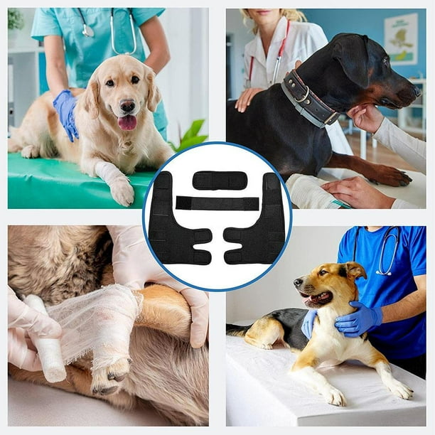 Dog front shoulder brace sales