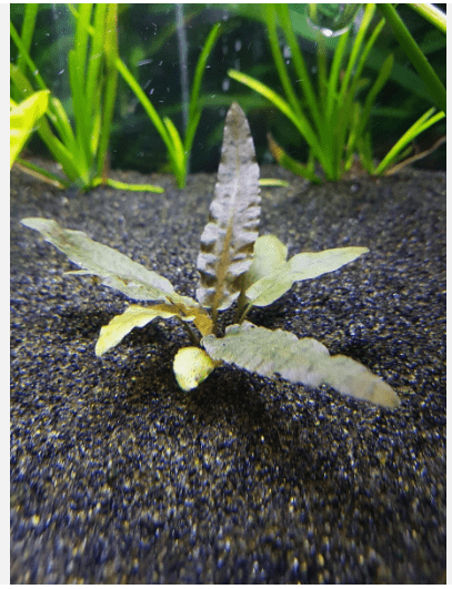 Cryptocoryne Wendtii Red Live Aquarium Plant – Easy Freshwater Fish Tank Plant