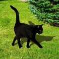 thumbnail image 4 of Acrylic Simulation Cat Garden Stake Decorative Sign Ornaments Art Crafts for Courtyard Yard Lawn Home Decorations Supply, 4 of 5