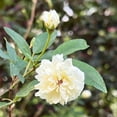 thumbnail image 3 of White Lady Banks Rose Live Plant- Liners, 3 of 6