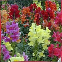 2000 Mixed MOROCCAN TOADFLAX / SNAPDRAGON Linaria Maroccana Flower Seeds