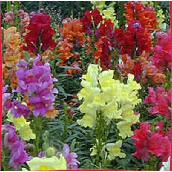 2000 Mixed MOROCCAN TOADFLAX / SNAPDRAGON Linaria Maroccana Flower Seeds