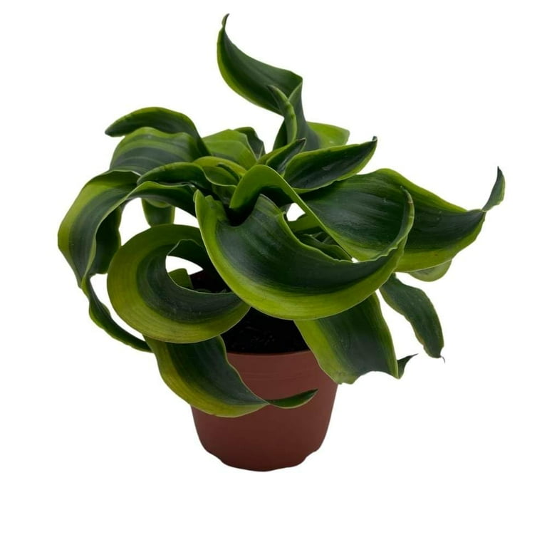 blue iced philodendron Philodendron joepii variegated TC plantlet Grower's Choice *In Stock* –  OrchidBox