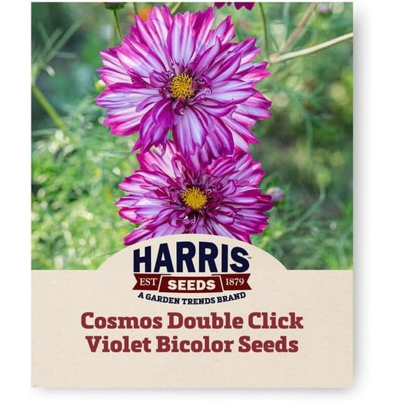 Harris Seeds - Cosmos Double Click Seeds Violet Bicolor Flowers - 250 Seeds