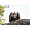 thumbnail image 5 of Hi-Line Gifts Bald Eagle Outdoor Garden Statue - 23.75", 5 of 8