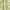 Green Abstract Shell, variant on Sofia Jeans Women's and Women's Plus Tie Front Maxi Dress, Sizes XS-4X