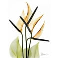 thumbnail image 2 of Koetsier, Albert 15x18 White Modern Wood Framed Museum Art Print Titled - Anthurium, 2 of 4