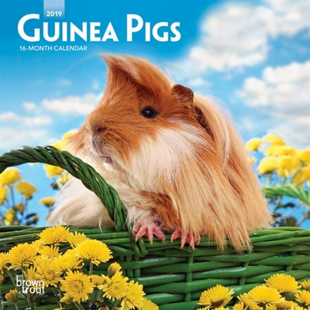 - 2019 Guinea Pigs Mini Calendar, by BrownTrout