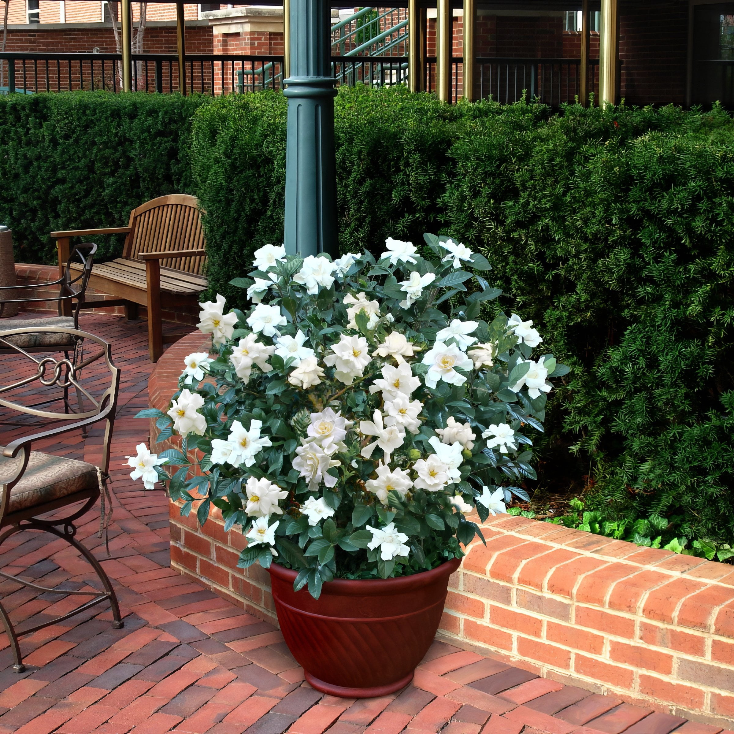 National Plant Network 3 gal. Gardenia Steady As She Goes Live Shrub