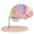 thumbnail image 2 of Modelo de cerebro humano anatómico médico Spptty 1:2 corteza cerebral nervioso 4 piezas modelo de PVC, 2 of 6
