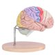 thumbnail image 2 of Modelo de cerebro humano anatómico médico Spptty 1:2 corteza cerebral nervioso 4 piezas modelo de PVC, 2 of 6