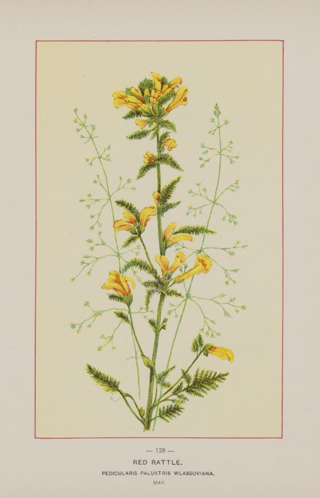 Wild Flowers Of Ame