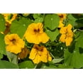 thumbnail image 2 of Horton, Janet 14x11 Gold Ornate Wood Framed with Double Matting Museum Art Print Titled - Nasturtiums growing in and around a plant cage, 2 of 4