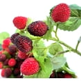 thumbnail image 5 of Tundralight 4 Pcs Framboise Artificielle, Fraise Rouge, Faux Fruit, Accessoires de Décoration de Table (Rouge avec Noir), 5 of 5