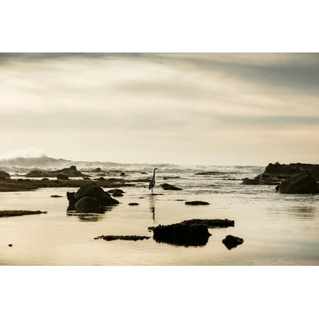 Heron on the beach Mavericks Beach Half Moon Bay San Mateo County California USA Canvas Art - Panoramic Images (24 x