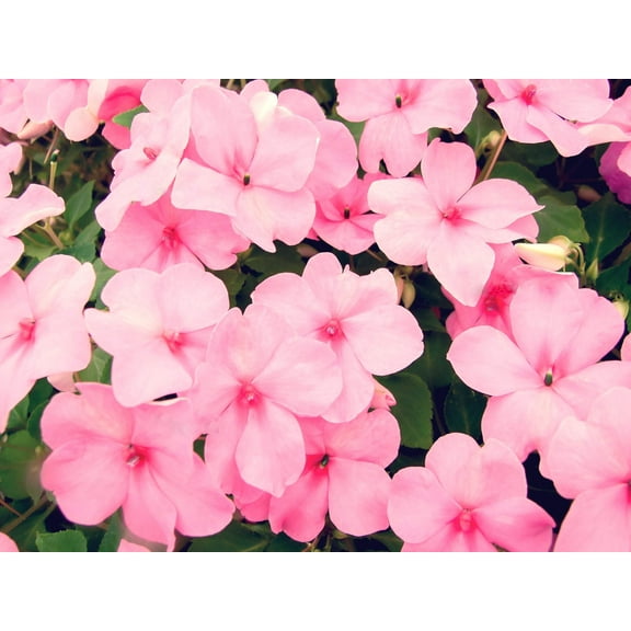 50 DWARF PINK IMPATIENS Walleriana Sun or Full Shade Flower Seeds