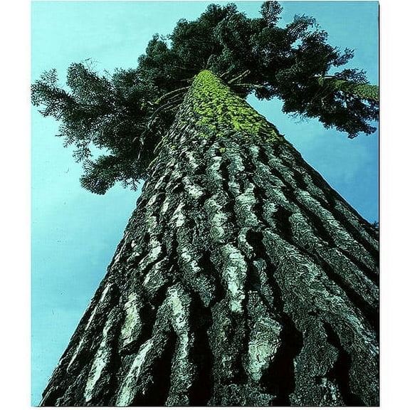 Trademark Art "A Tree of Life" Canvas Art by Kurt Shaffer