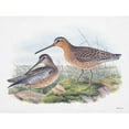 thumbnail image 3 of Stellar Designs Studio 18x15 Black Modern Framed Museum Art Print Titled - Goulds Coastal Bird VIII, 3 of 5