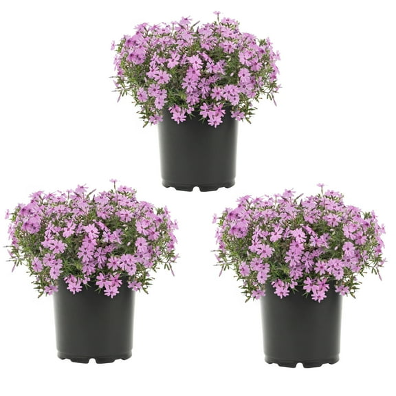 Expert Gardener 2QT Pink Phlox Live Perennial Plant Sun 3-Pack