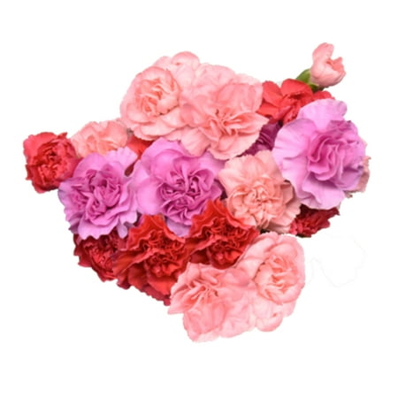 Mini Carnation Bouquet, colors will vary