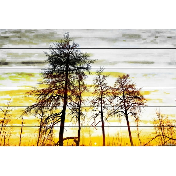 Parvez Taj Pt-Wnpw-224-Ww-45 30" X 45" "Trees Against Gold Sky" Art Print On White Wood