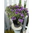 thumbnail image 4 of Rhododendron X 'Blue Baron' (Rhododendron) Evergreen, bluish purple flowers, #3 - Size Container, 4 of 8
