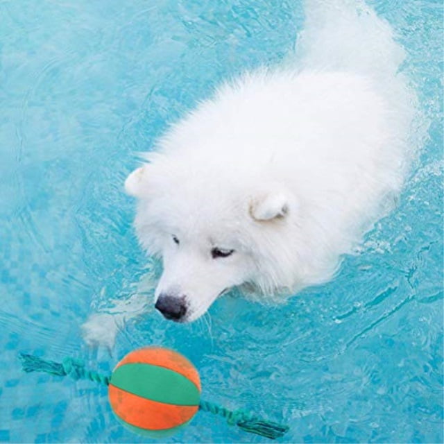 dog water ball