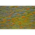 thumbnail image 3 of Peterson, Lee 14x11 Black Modern Framed Museum Art Print Titled - Wildflower Hills I, 3 of 5