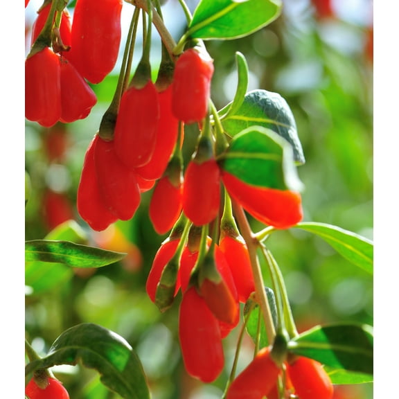 Earthcare Seeds - Goji Berry Tibetan 50 Seeds (Lycium Chinense) Heirloom - Open Pollinated