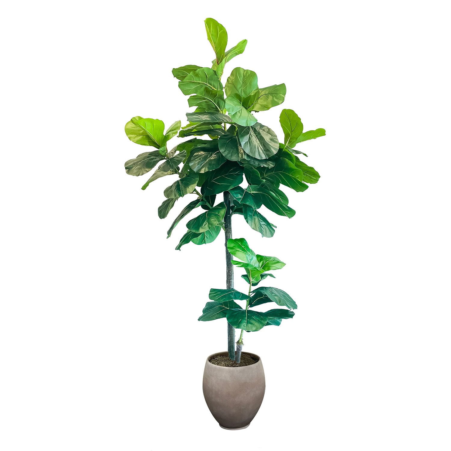 Faux 8' Fig Tree in Oversized Ceramic Pot - Samsclub.com