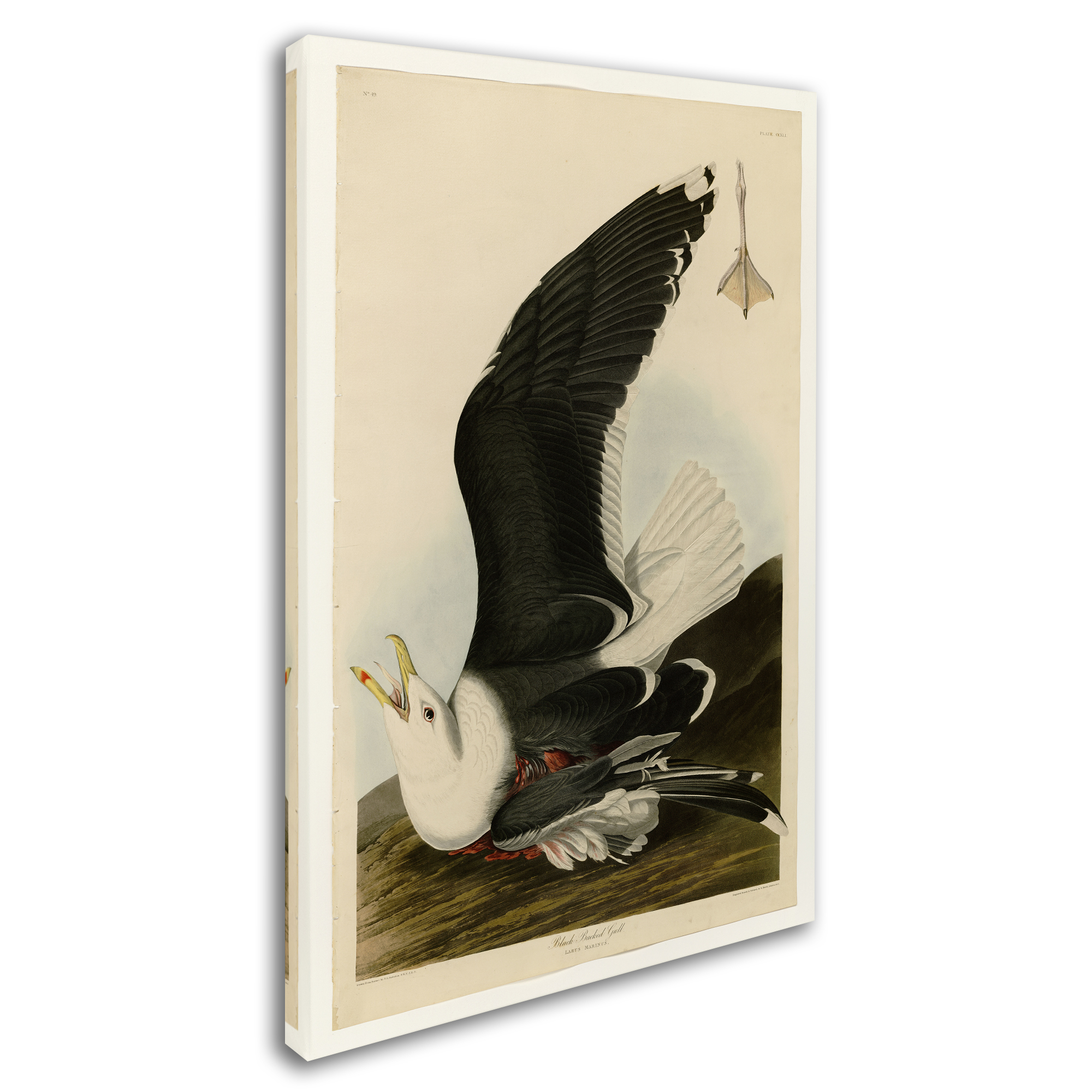 Trademark Fine Art 'Black Backed Gullplate 241' Canvas Art by Audubon
