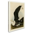 thumbnail image 2 of Trademark Fine Art 'Black Backed Gullplate 241' Canvas Art by Audubon, 2 of 3