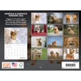 thumbnail image 2 of Calendario Póster Terrier Norfolk Norwich 2026, 2 of 6