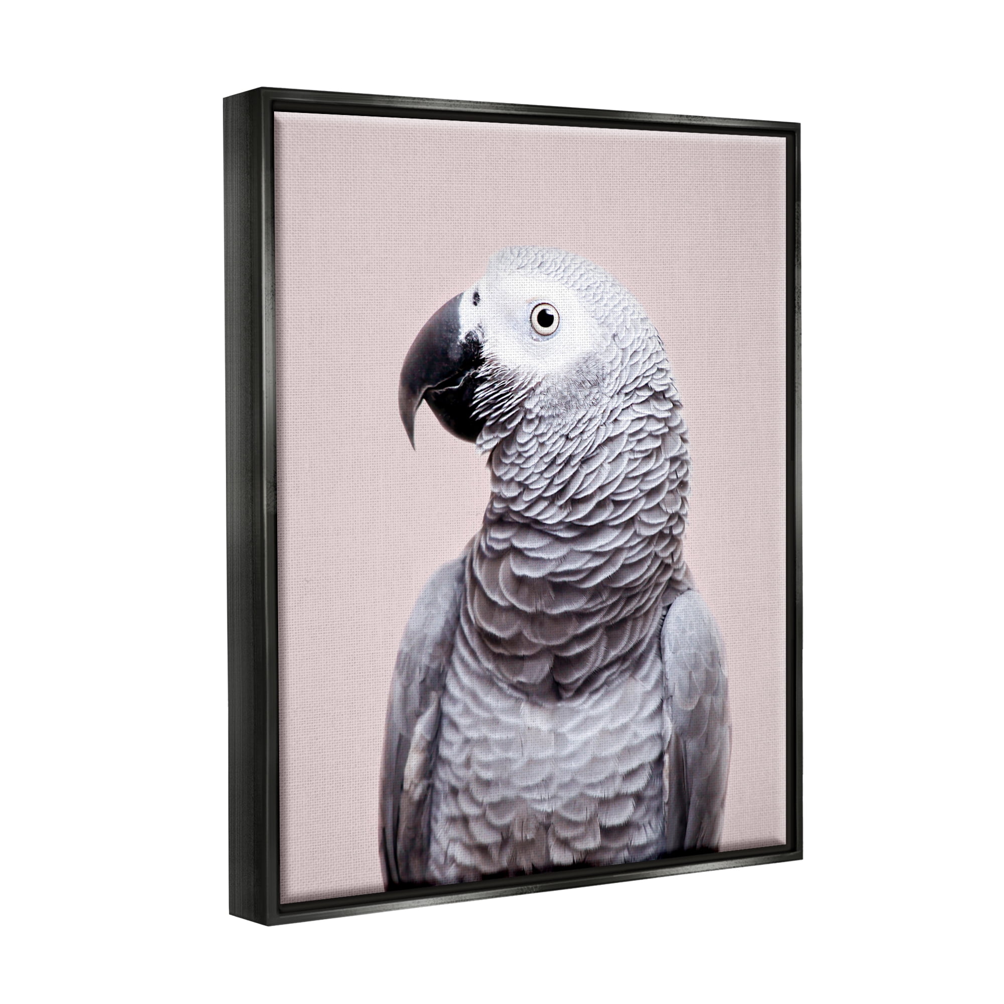 Stupell Industries African Grey Parrot Portrait Animals & Insects Photography Black Floater Framed Art Print Wall Art, 17 x 21