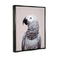 thumbnail image 3 of Stupell Industries African Grey Parrot Portrait Animals & Insects Photography Black Floater Framed Art Print Wall Art, 17 x 21, 3 of 9