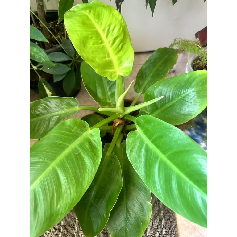 philodendron scindapsus pictus Philodendron Pictus Silver Satin (Scindapsus)