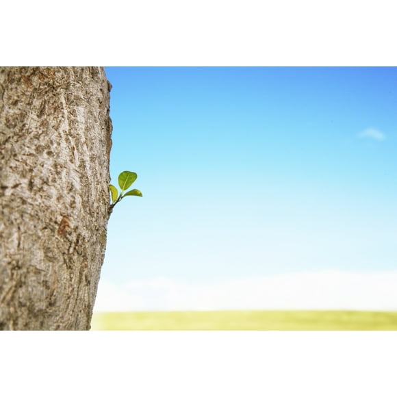 Hawaii, Oahu, Close-Up Of A Tiny Branch Growing Out Of A Tree. Poster Print (17 x 11)