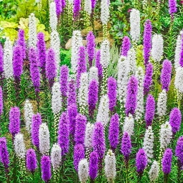 Mixed Liatris Blazing Star Bulbs - Purple and White Mixed Flowers - Ships from Iowa, Made in USA (10 Bulbs)