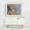 thumbnail image 4 of White-breasted Nuthatch in Minnesota - Photography Bird Wildlife Nature Woodland Animal Scenic Winter Oak Framed Wall Art Print 8 x 10 inches, 4 of 5