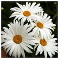 thumbnail image 3 of Everwilde Farms - 2000 Alaska Shasta Daisy Garden Flower Seeds - Gold Vault Jumbo Bulk Seed Packet, 3 of 5