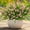 Pink, variant on N&T NIETING 10 Bundles Artificial Plants Outdoor Fake Monkey Grass with Flowers for Pot Garden Verandah Easter Decor for Window Garden Office Patio Hanging Planter Pathway Front Porch (Mix Color 2)