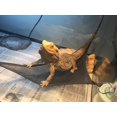 thumbnail image 4 of 2 uds Hamacs De Reptiles Maille Hamac Lzard Reptiles Tels Que Des Lzards Avec Ventouse Animal De Compagnie Pour Reptile Hamacs Suspendu Mesh Respir, 4 of 5