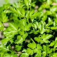 thumbnail image 2 of Parsley Plant Live for Planting, 3 Inch Pot, Live Parsley Plant, Planting in Containers, Home Garden, 2 of 6