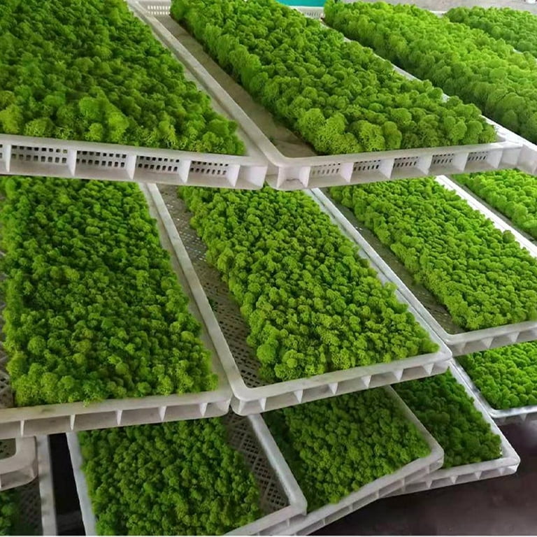 Preserved Decorative Moss Durable Natural Preserved Moss for Home  Decorations Model Making 