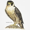 thumbnail image 3 of CafePress - Peregrine Falcon Bird Kids Baseball Jersey - Kids Cotton Baseball Jersey, 3/4 Sleeve Shirt, 3 of 4